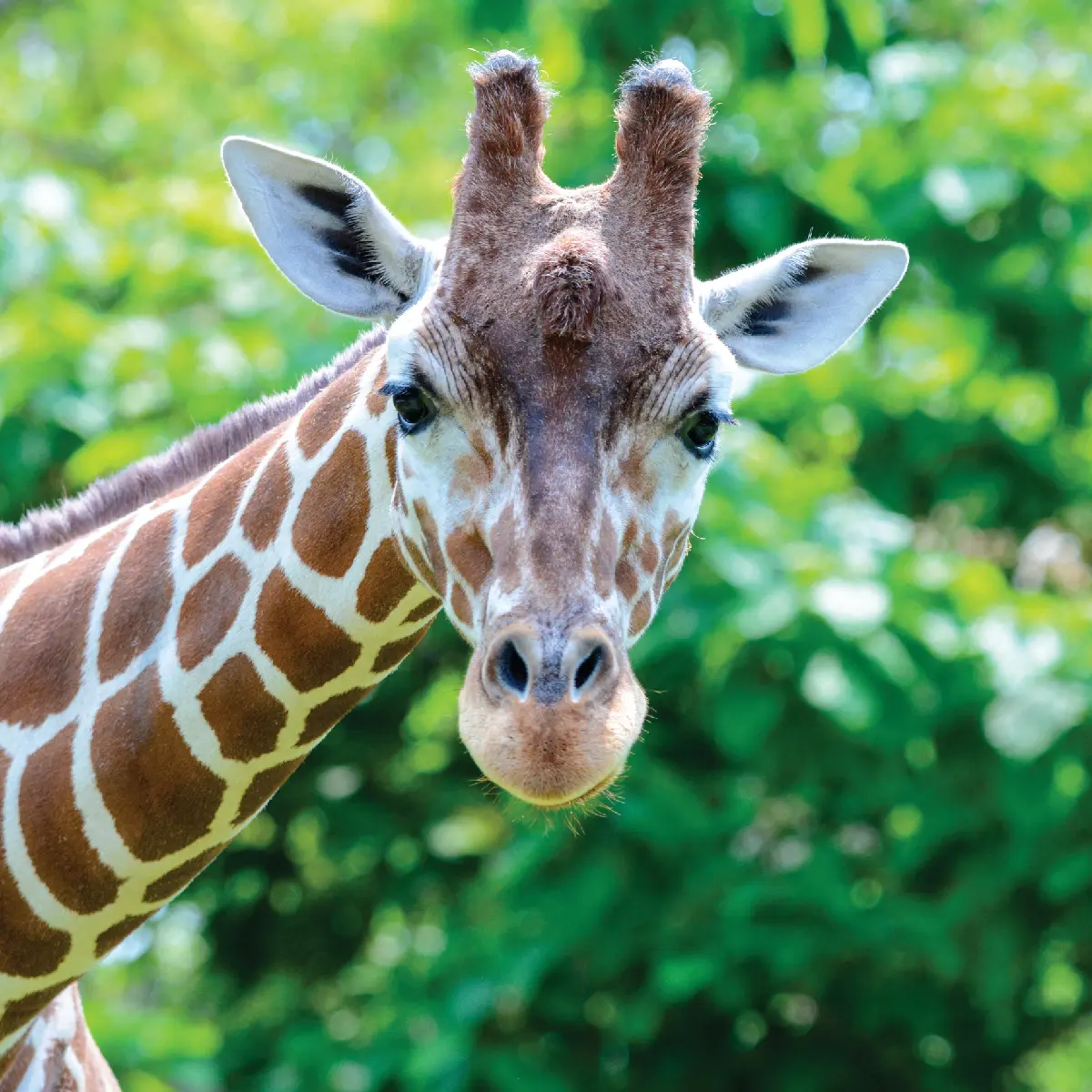 cool giraffe